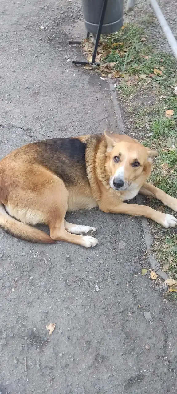 Ищет дом собака