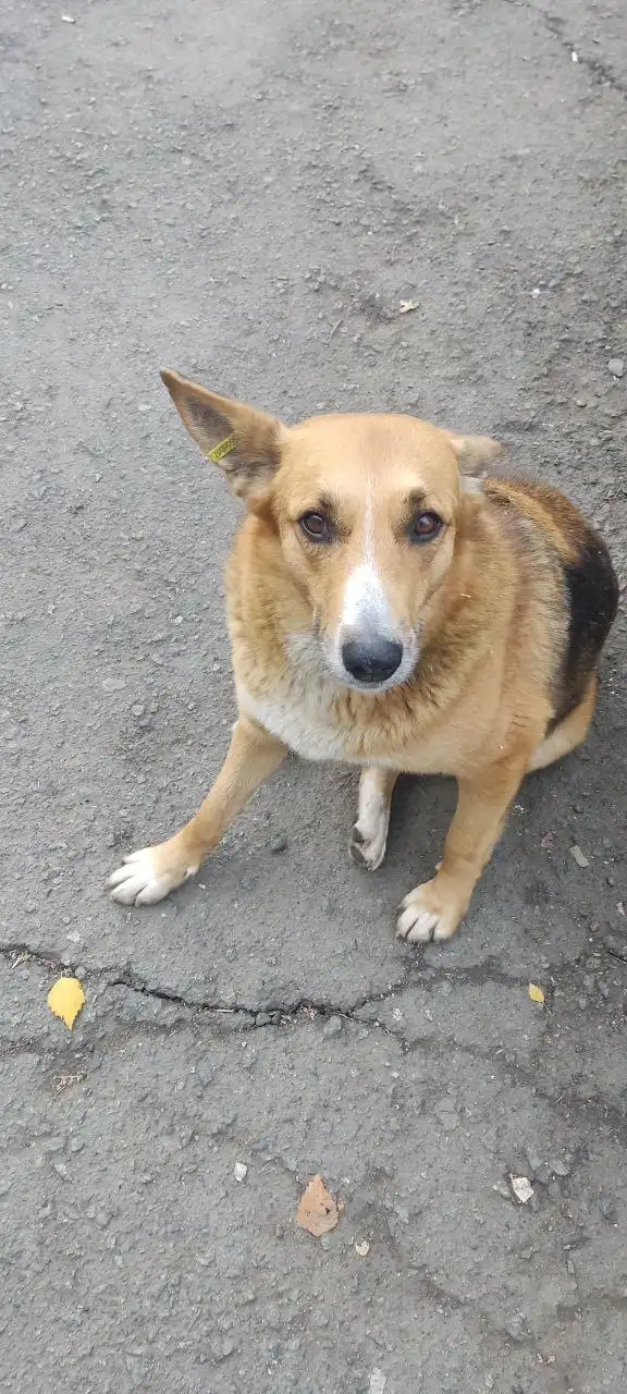 Ищет дом собака