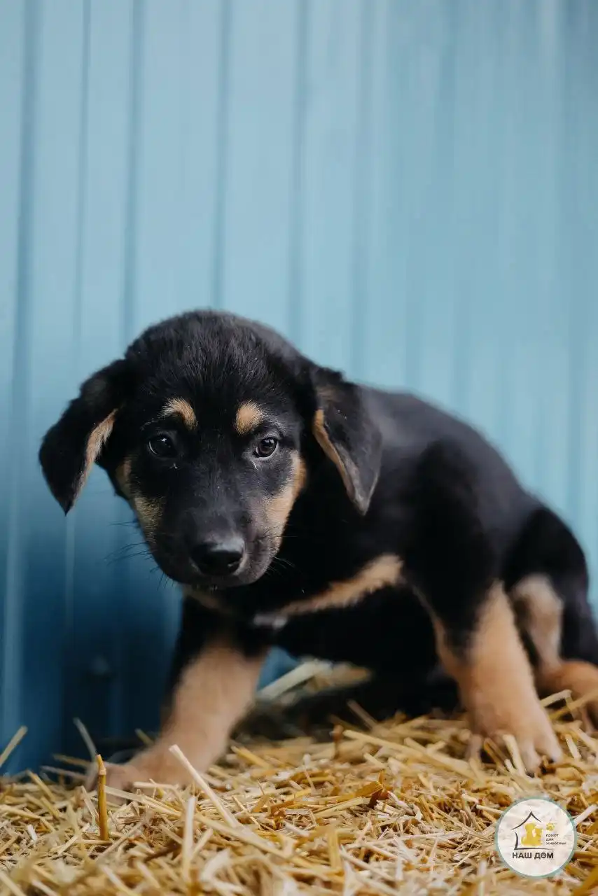 Щенок-кобель Тайрон ищет семью