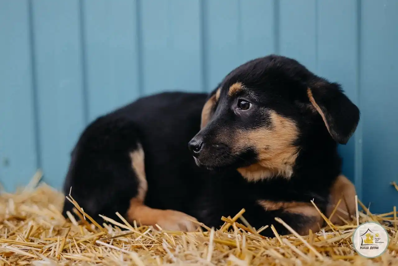 Щенок-кобель Тайрон ищет семью
