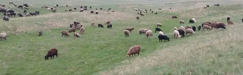 ОВЦЫ БАРАНЫ КОЗЫ - Животные в Оренбург
