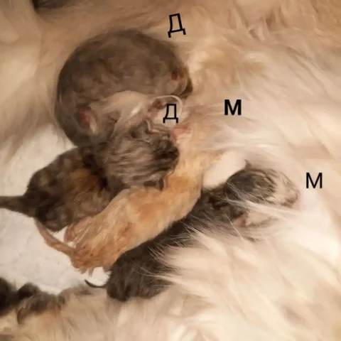 Котята британцы - Животные в Оренбург