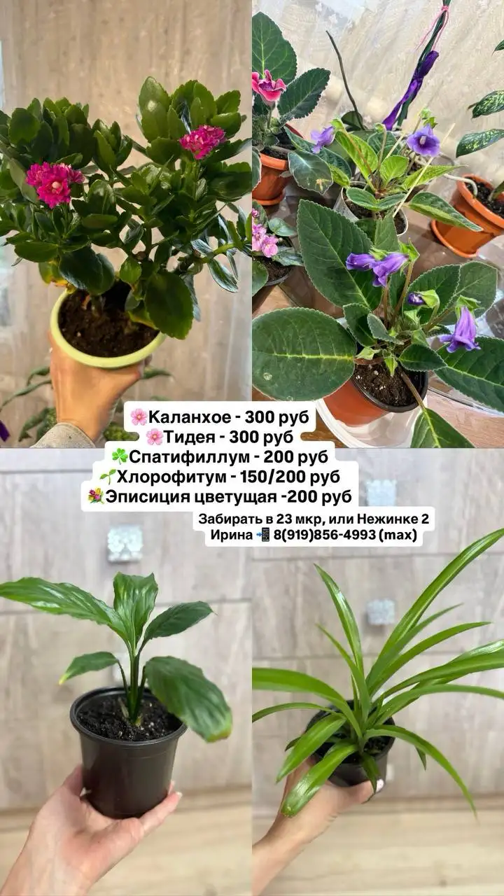 Продажа комнатных растений - Растения (Для дома и дачи) в Оренбург