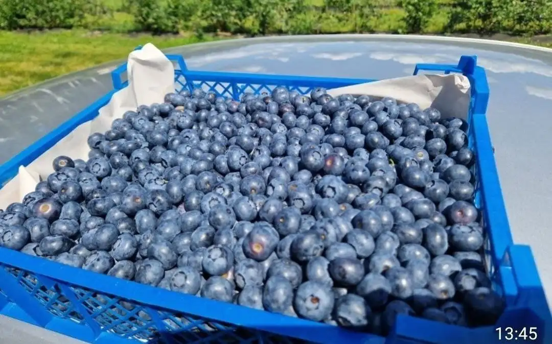 Сбор заказов на голубику - Ягоды (Продукты) в Оренбург