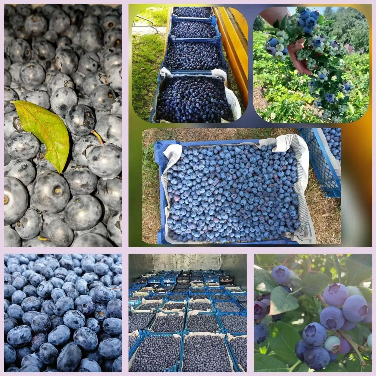Предзаказ голубики из Белоруссии - Ягоды (Продукты) в Оренбург