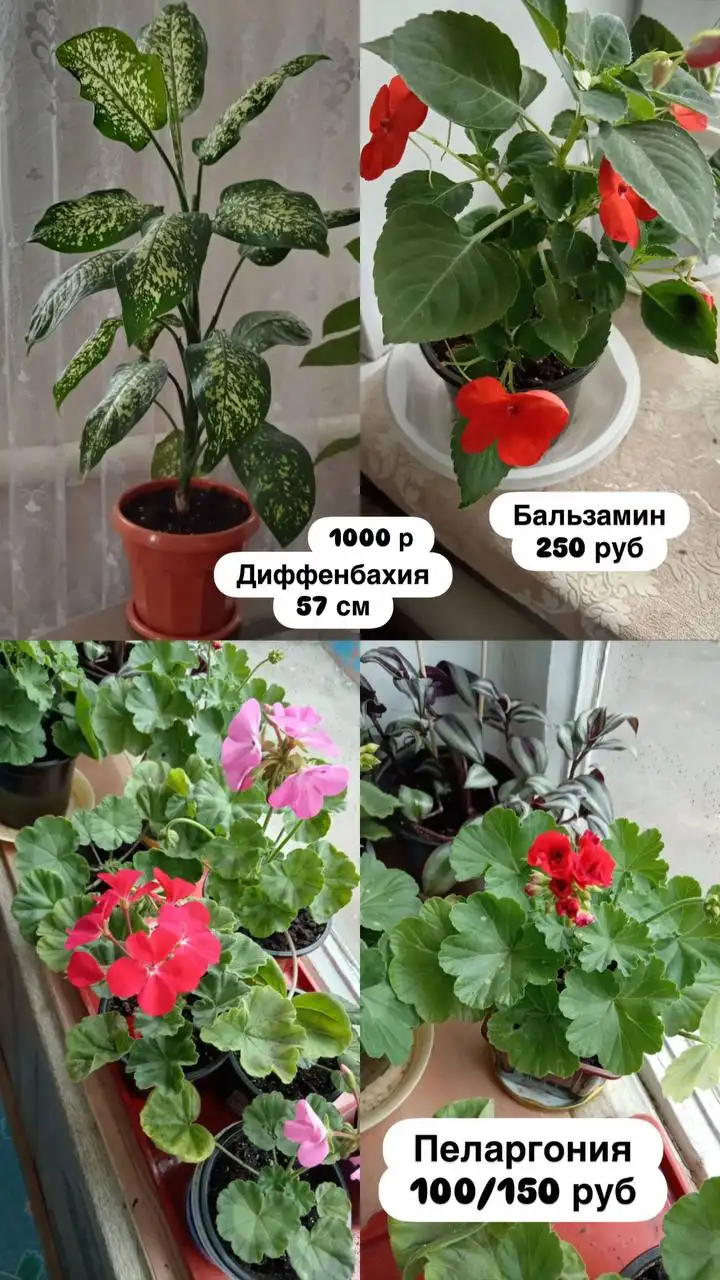 Продажа комнатных растений: Диффенбахия, Фиалка, Пеларгония, Герань, Хлорофитум, Бальзамин, Маранта триколор - Растения (Для дома и дачи) в Оренбург