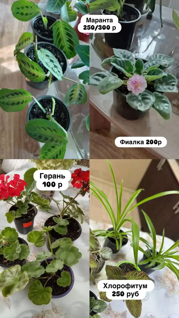 Продажа комнатных растений: Диффенбахия, Фиалка, Пеларгония, Герань, Хлорофитум, Бальзамин, Маранта триколор - Растения (Для дома и дачи) в Оренбург
