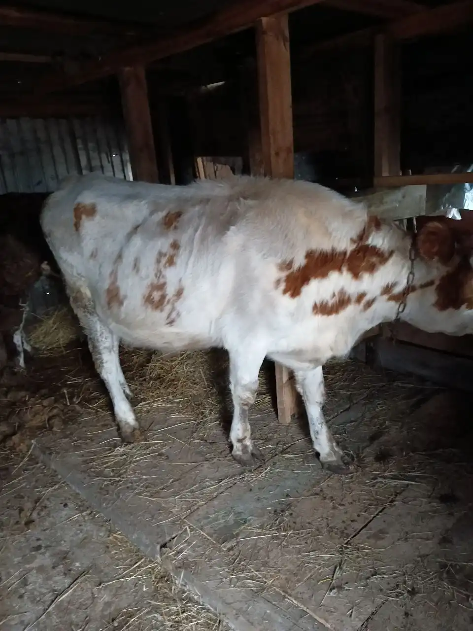 Продам первотелку