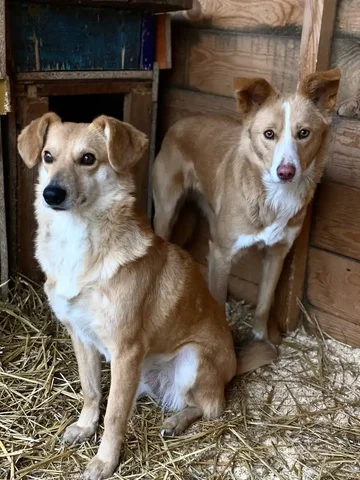 Нужна помощь приюту для животных - Животные в Оренбург