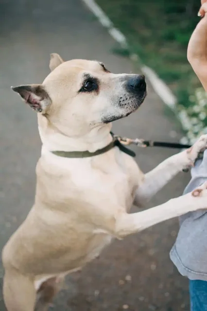 Ева ищет дом - Животные в Оренбург