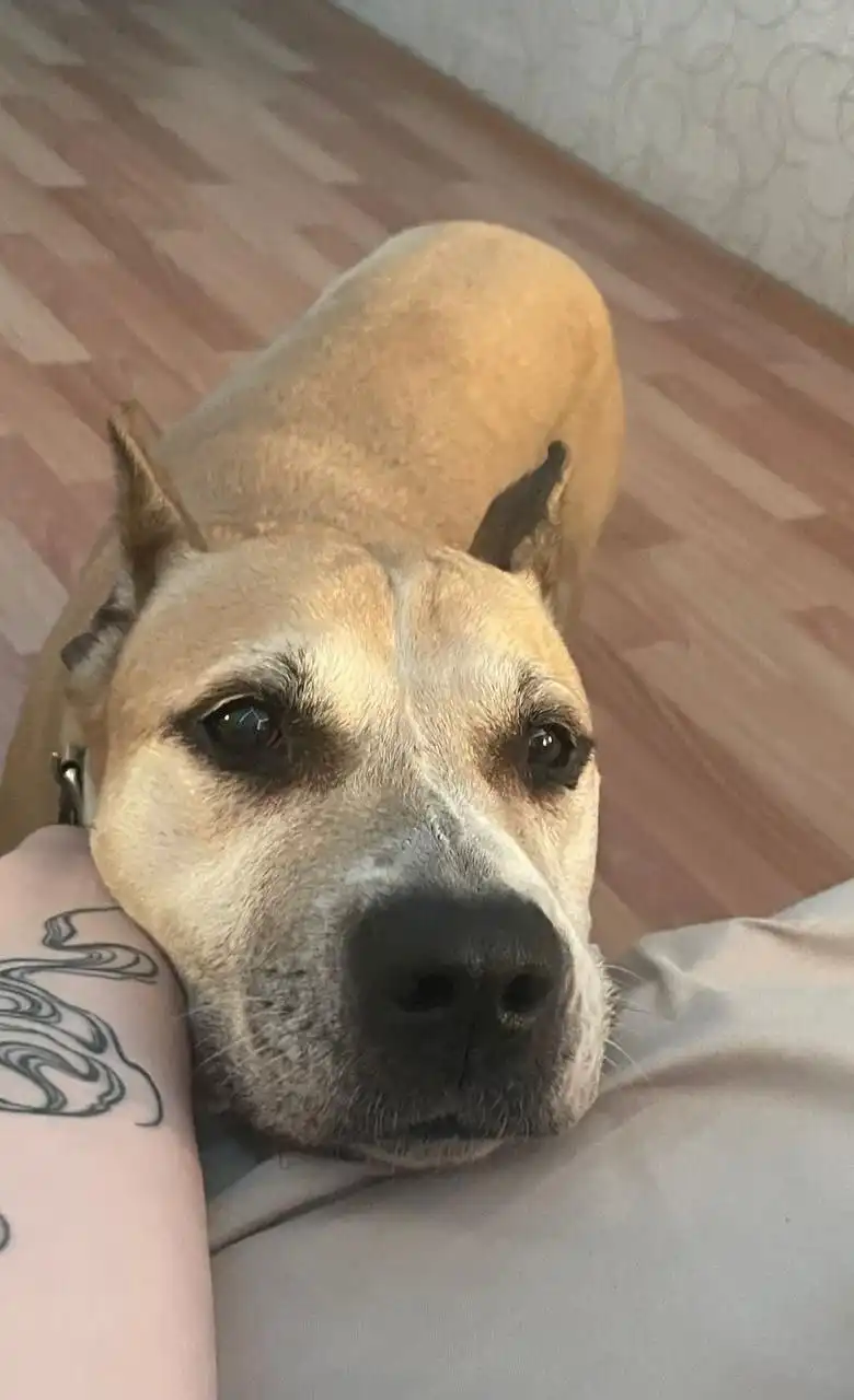 Ева ищет дом