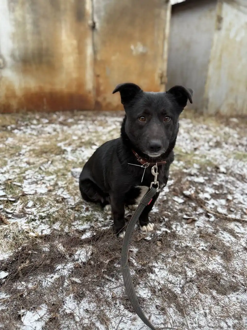 Афина ищет дом: молодая стерилизованная девочка