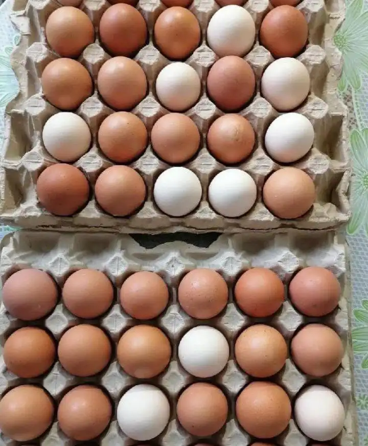 Свежие домашние куриные яйца в Орске