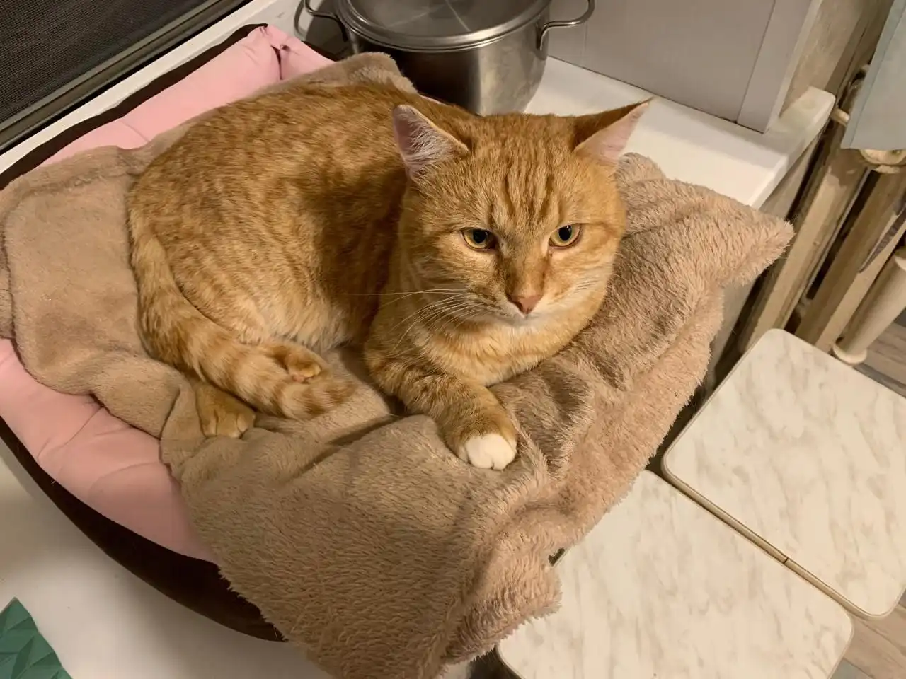 Рыжик ищет дом