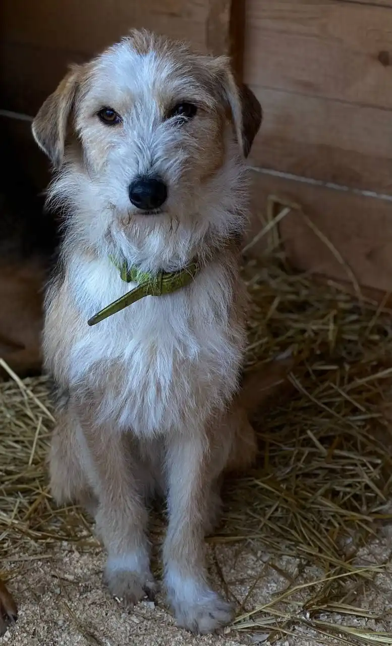 Требуется работник в приют для животных в Оренбурге