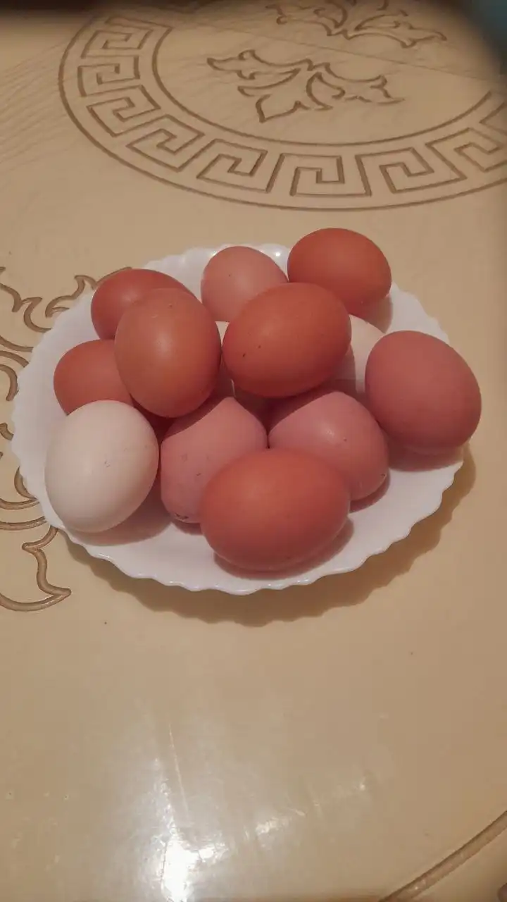 Продажа домашних куриных яиц в Оренбурге