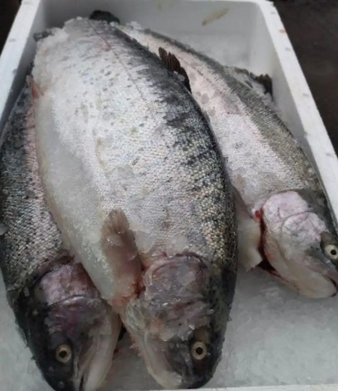 Форель охлаждённая из Карелии