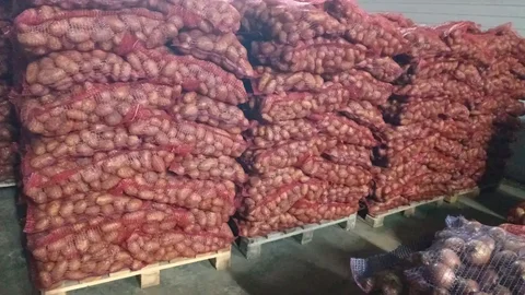 Картофель белый Королева Анна 20Р - частное объявление в Оренбург