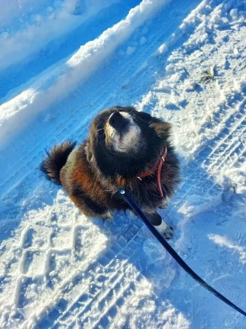 Пропал кот Маяк в Оренбурге - Животные в Оренбург