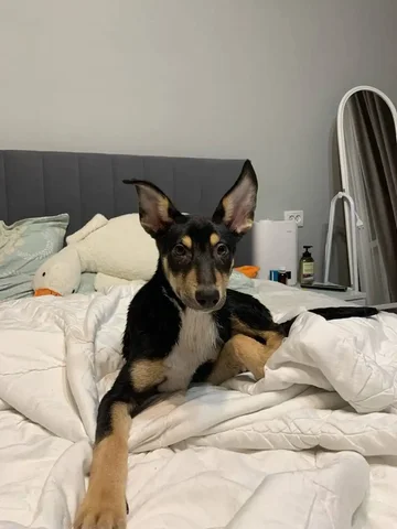 Фина ищет дом - Животные в Оренбург