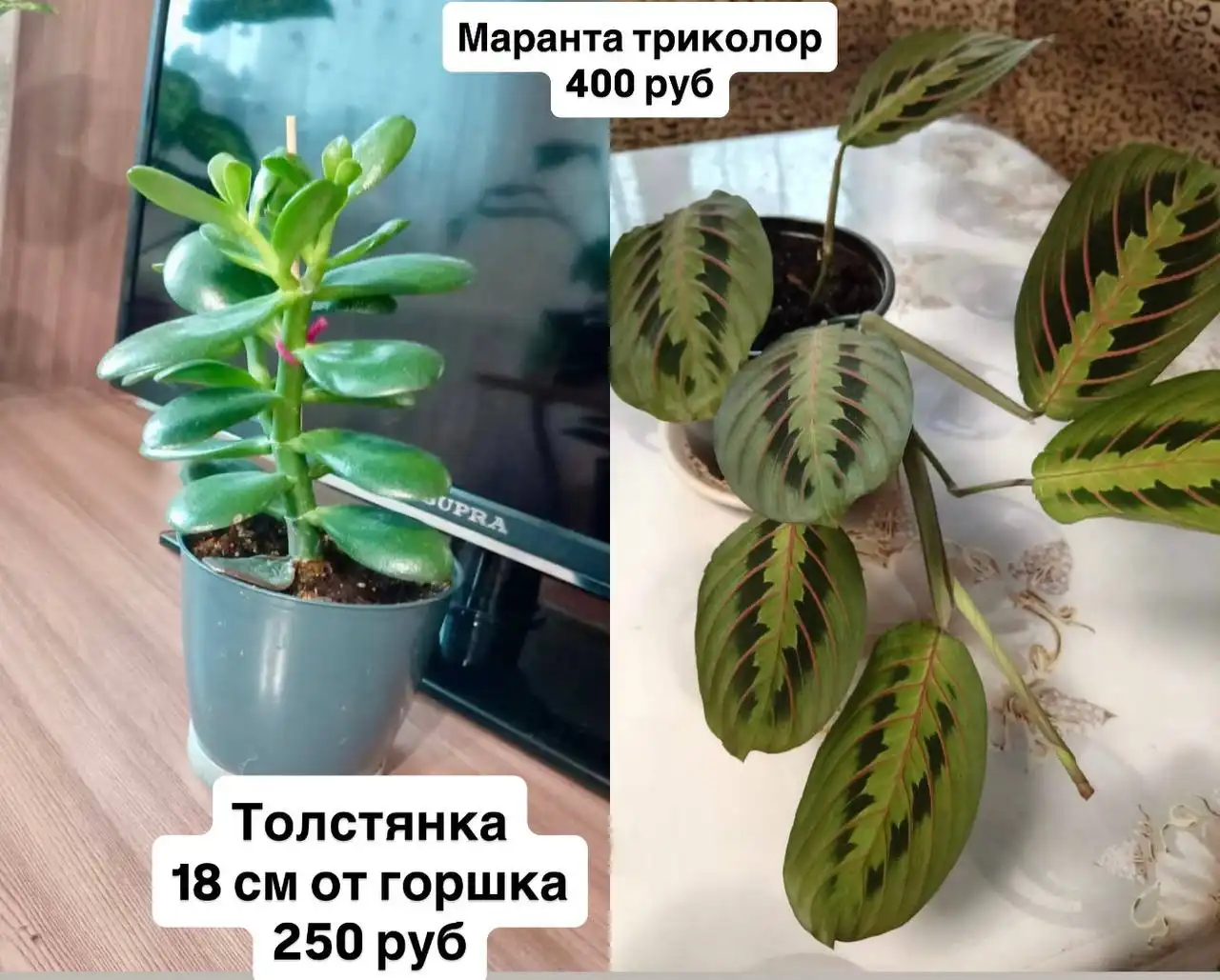 Продажа комнатных растений в Оренбурге - Комнатные растения (Хобби и отдых) в Оренбург