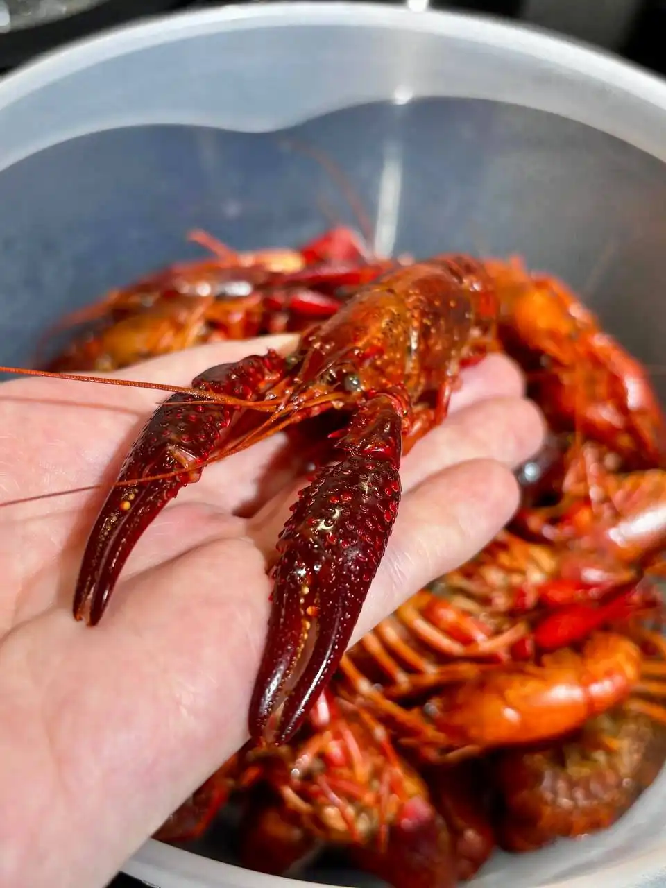 Раки варено-мороженые в укропном рассоле - Продукты питания (Хобби и отдых) в Оренбург