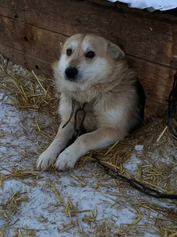 Работа в приюте для животных в Оренбурге - Работа в Оренбург