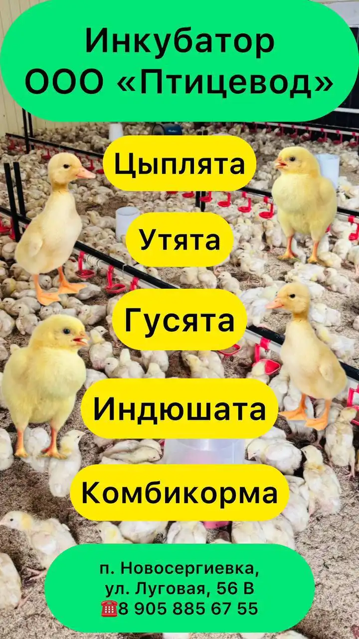 Бесплатные объявления в Оренбурге и сёлах - Барахолка в Оренбург