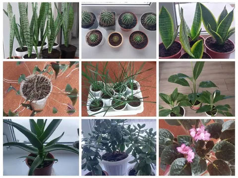 Продам - Кондитерские изделия в Оренбург