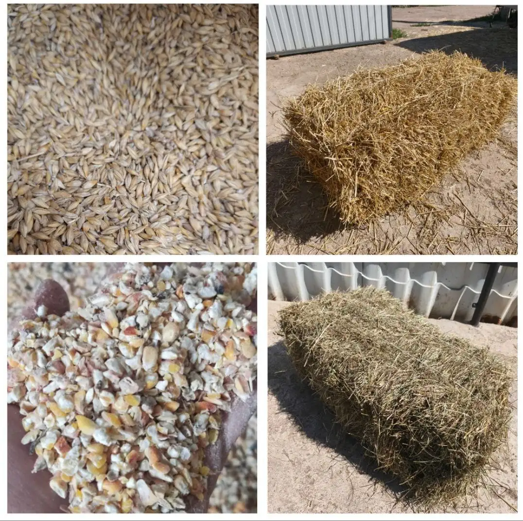Продажа ячменя, кукурузы, соломы и сена в мешках и тюках - Барахолка в Оренбург