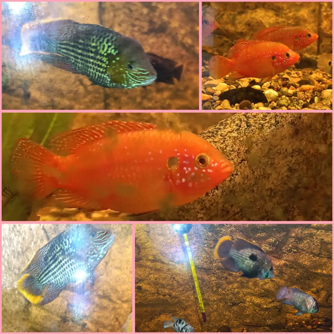 Продажа аквариумных рыб: красные хромисы и неоновые акары - Аквариумные рыбы (Животные) в Соловьевка