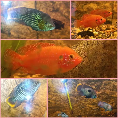 Продажа аквариумных рыб: красные хромисы и неоновые акары - Аквариумные рыбы в Соловьевка