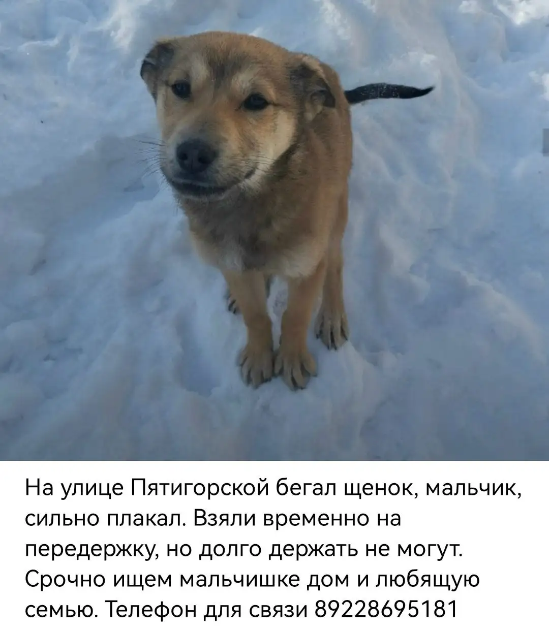 Мальчишки ждут своего Человека - Кошки (Животные) в Оренбург