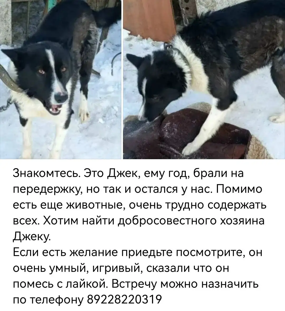 Мальчишки ждут своего Человека - Кошки (Животные) в Оренбург