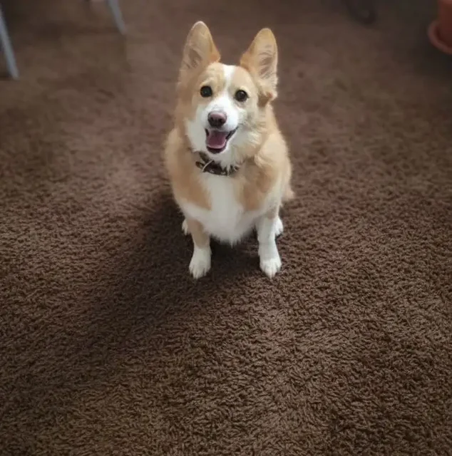 Снуп ищет дом - Рыбы в Оренбург