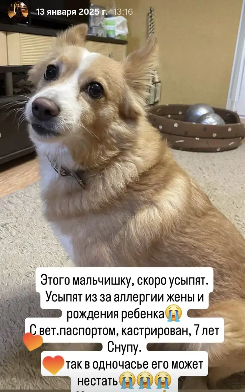 Снуп ищет дом - Собаки (Животные) в Оренбург