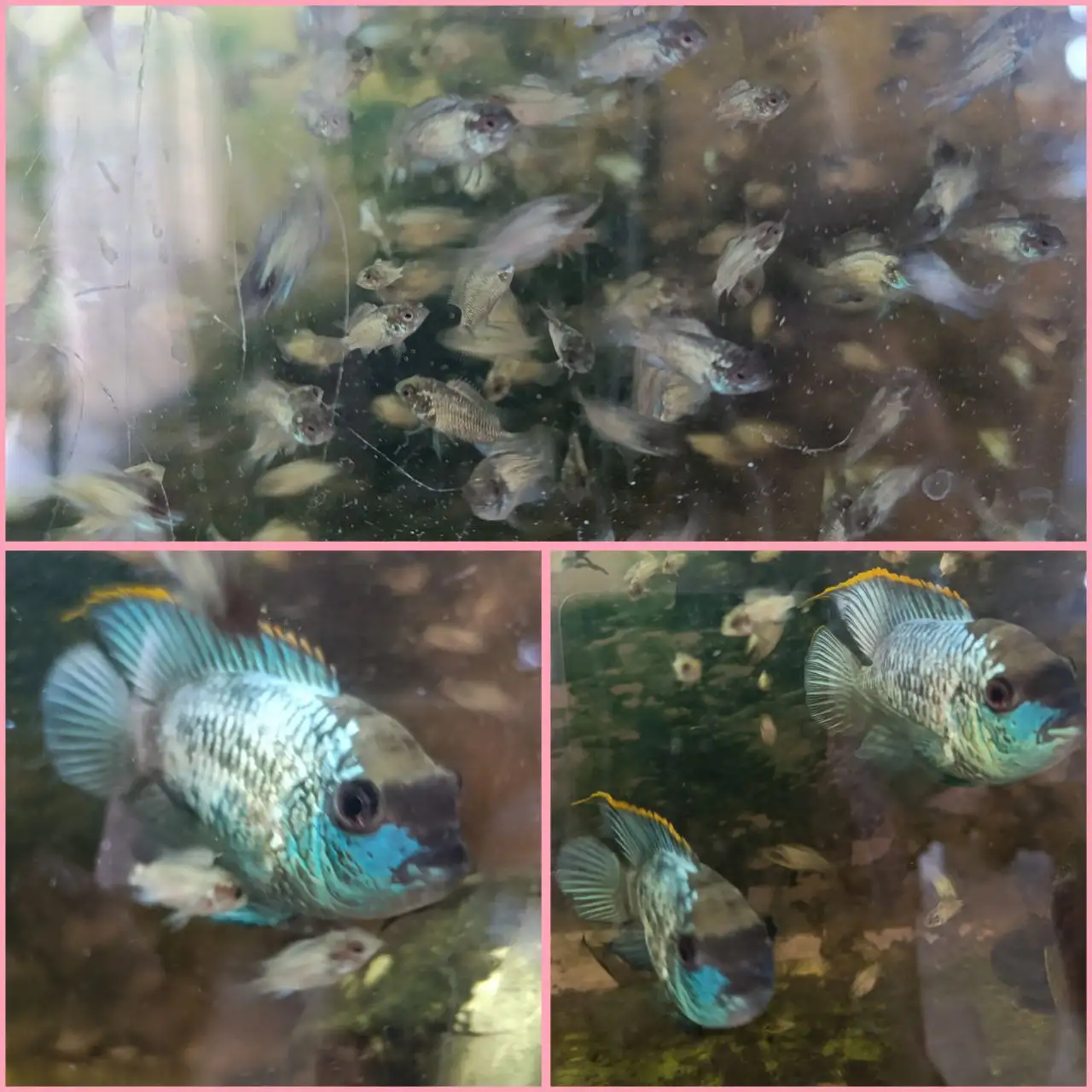 Продажа мальков акары электрик блю - Рыбы (Животные) в Оренбург