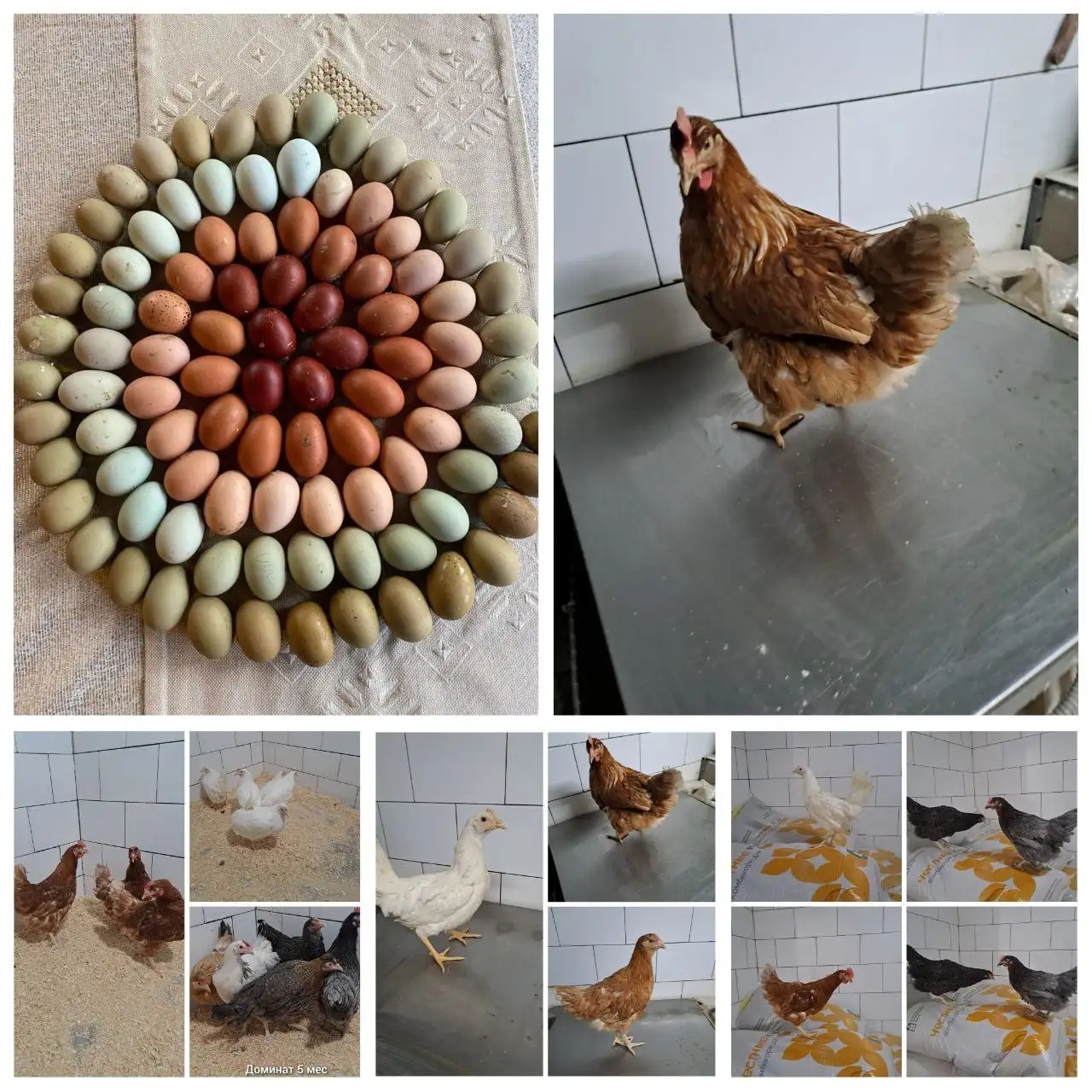 Куры несушки разных пород и возраста - Птица (Животные) в Оренбург