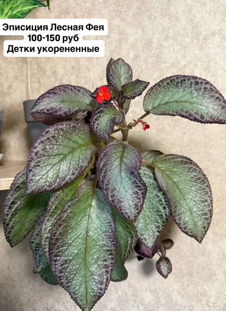 Цветущие растения для подарка на 8 марта - Растения (Хобби и отдых) в Оренбург