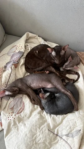 Котята породы Питерболд 4 месяца - частное объявление в Оренбург