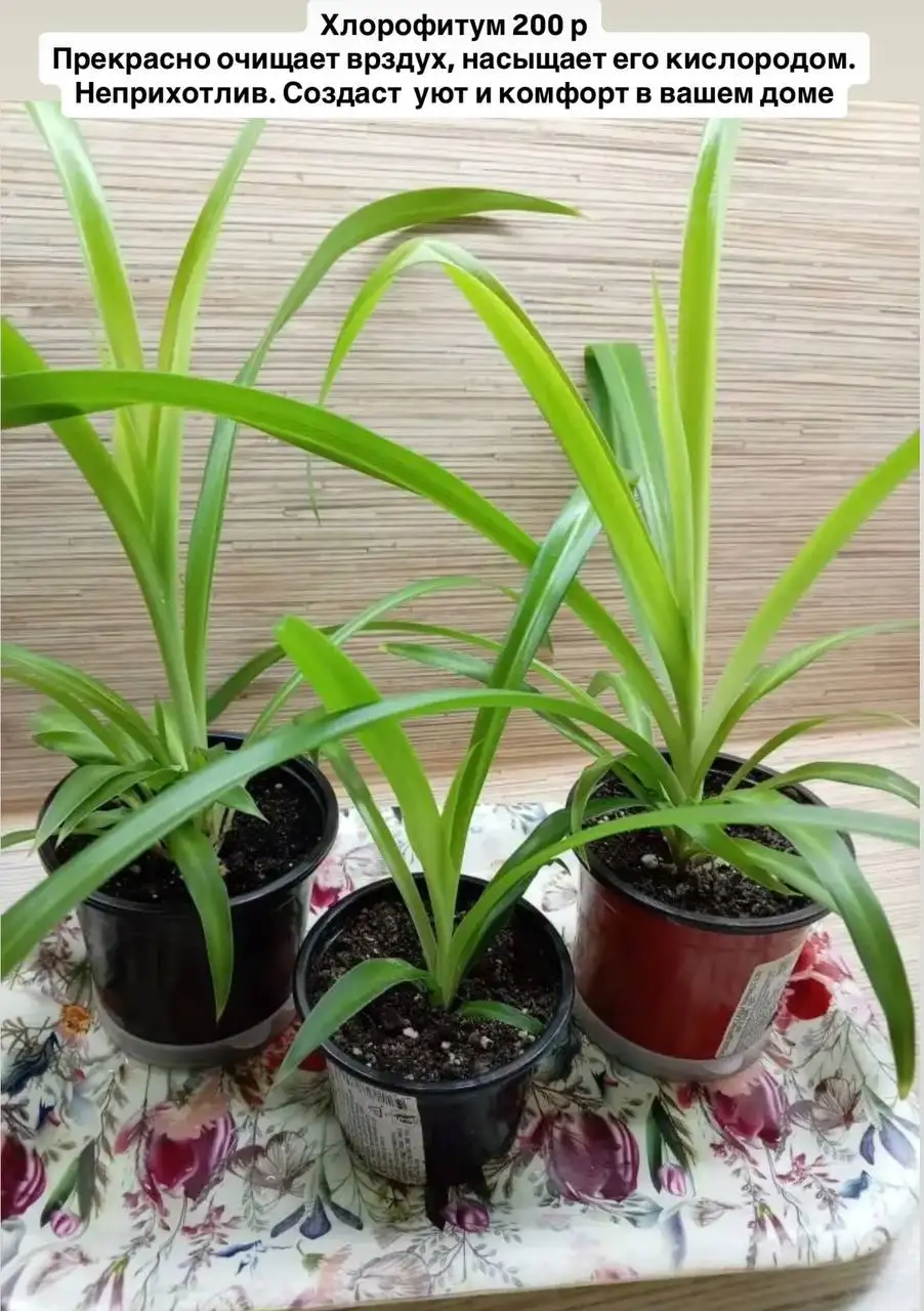 Продажа комнатных растений: Хлорофитум, Фиалки, Каланхое, Эписция - Комнатные растения (Хобби и отдых) в Оренбург