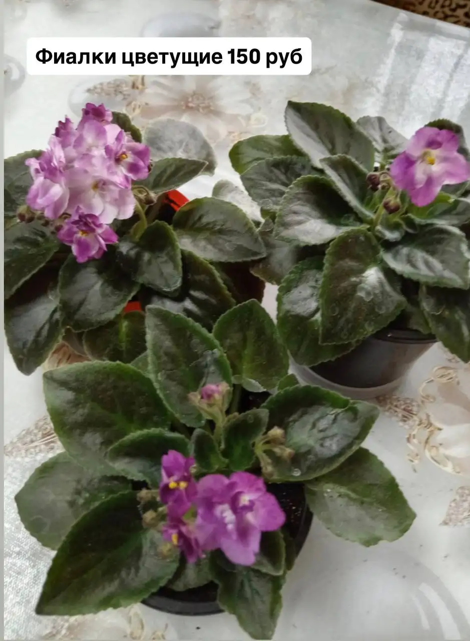 Продажа комнатных растений: Хлорофитум, Фиалки, Каланхое, Эписция - Комнатные растения (Хобби и отдых) в Оренбург