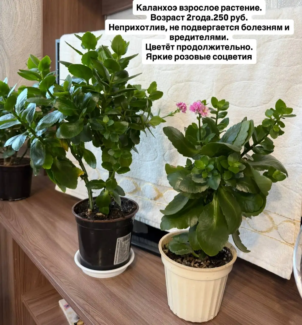 Продажа комнатных растений: Хлорофитум, Фиалки, Каланхое, Эписция - Комнатные растения (Хобби и отдых) в Оренбург