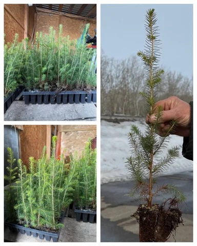 Продажа елочек Тверские 30-45 см - Хобби и отдых в Оренбург