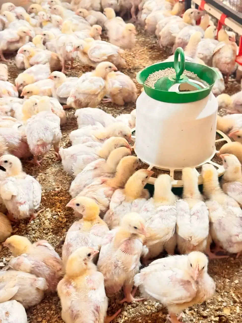 Продажа подрощенных бройлеров разных возрастов - Птица (Животные) в Оренбург