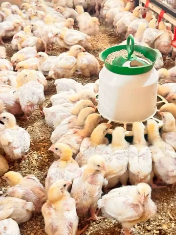 Продажа подрощенных бройлеров разных возрастов - Поиск животных в Оренбург