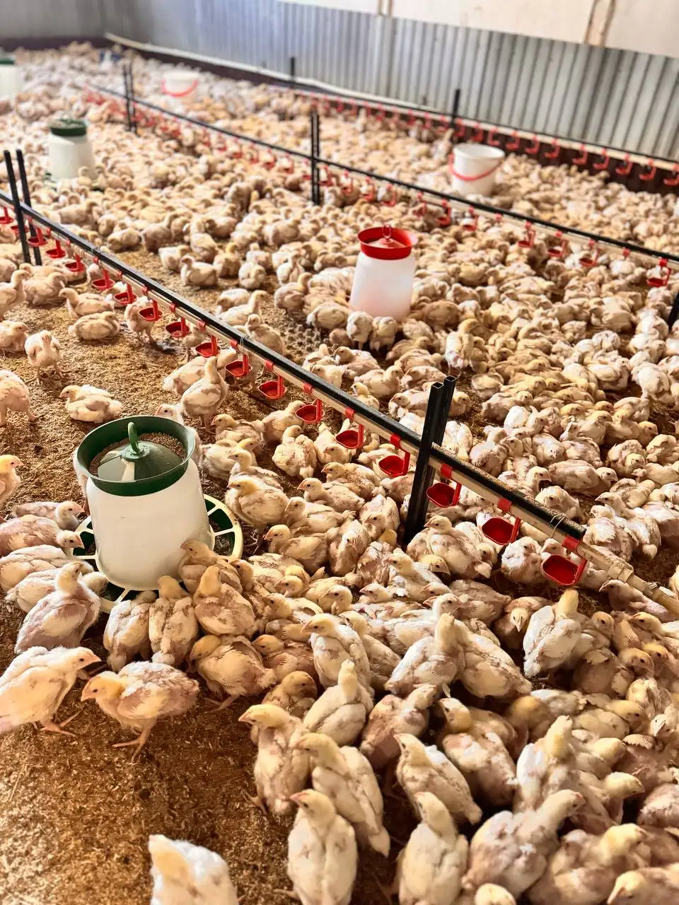 Бройлер на подросте - Птица (Животные) в Оренбург