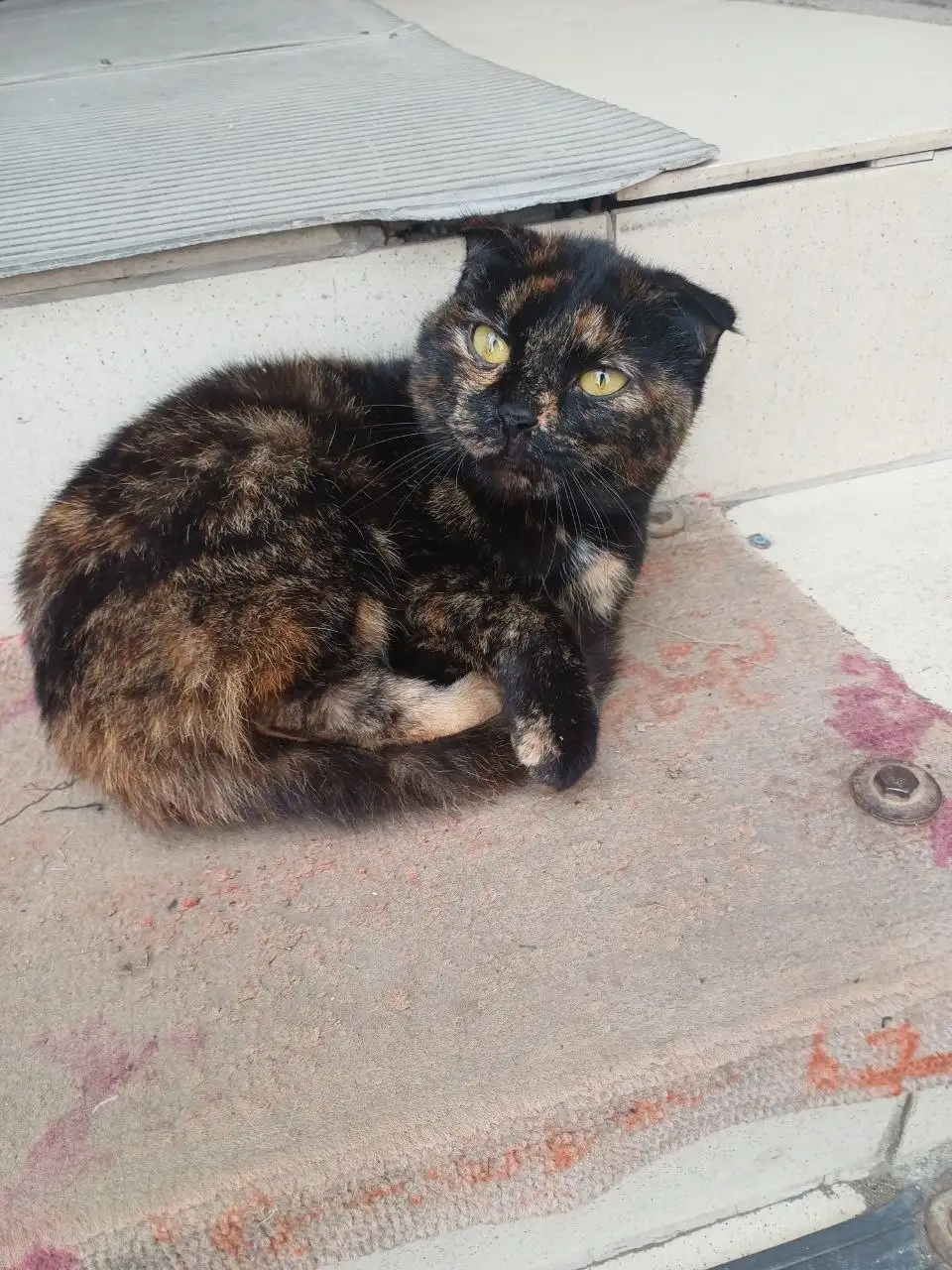 Услуги стерилизации животных в Оренбурге - Ветеринарные услуги (Услуги) в Оренбург