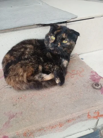 Услуги стерилизации животных в Оренбурге - Услуги в Оренбург