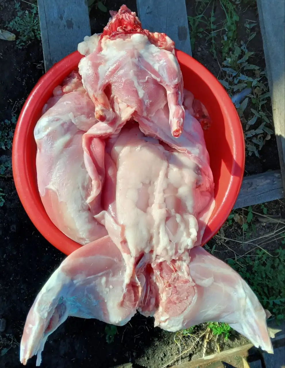 Продам мясо кролика в Оренбурге - Продукты животноводства (Животные) в Оренбург